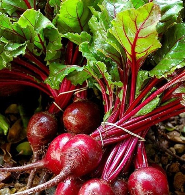 Both the tops and roots of beets can be used for a variety of dishes. Beets are very nutritious providing many health benefits