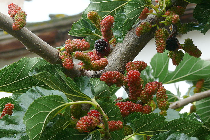 Mulberry trees are easy to grow and there are several varieties to choose from. Learn how to cultivate mulberries in your own garden 