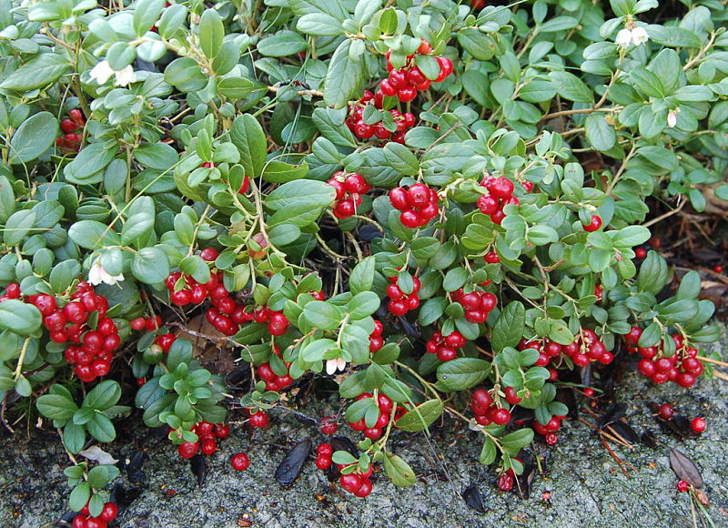 Lingonberries can be eaten fresh, made into jam or added to desserts and baked goods