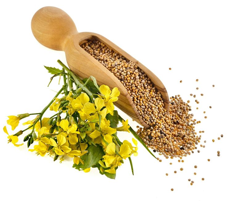Lovely mustard oil seeds - Discover this health benefits in this article