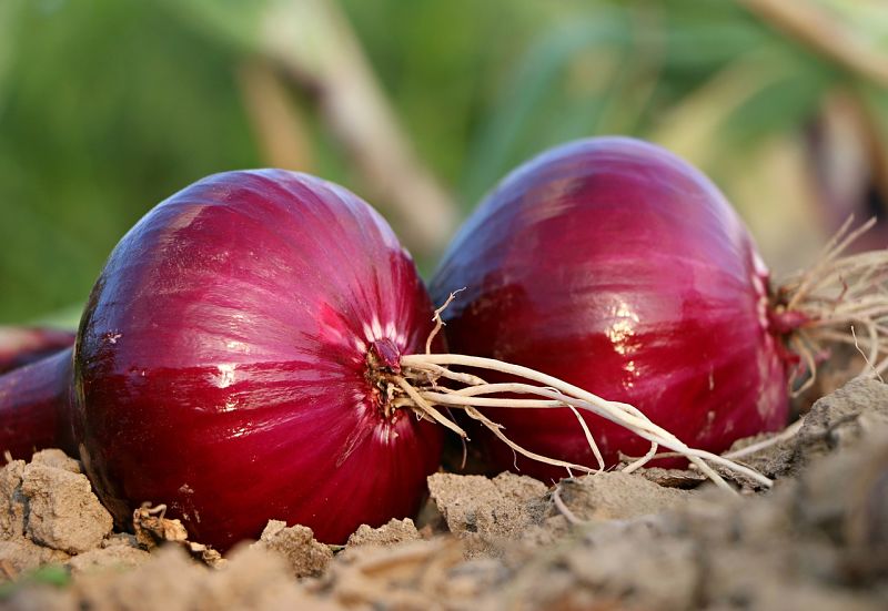 Onions can be added to curries and noodle soups to add flavor, texture and nutritional values