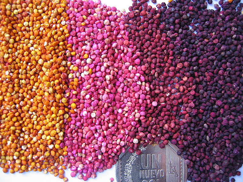 Color variation in quinoa seeds