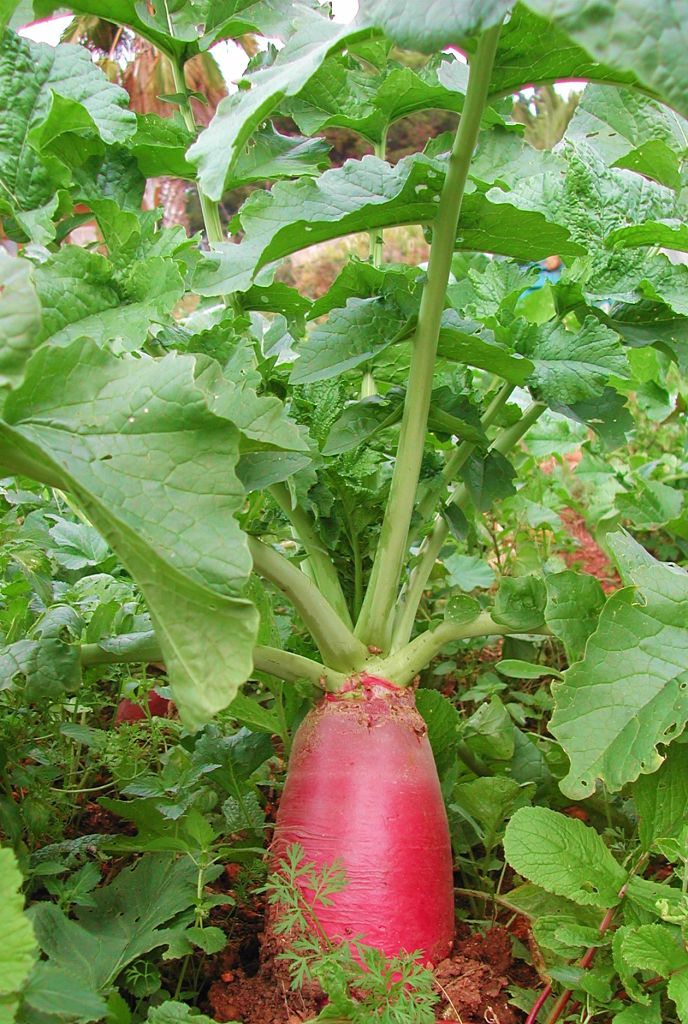 Radishes are easy to grow and come to maturity very quickly. They have a wide range of uses.