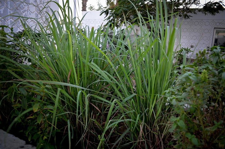 Lemongrass is easy to grow in the home garden