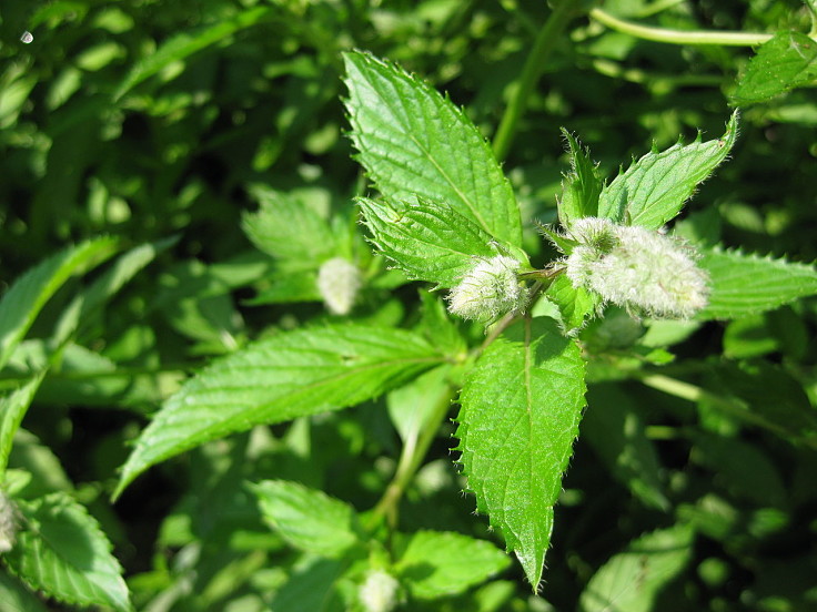 Peppermint Plants are easy to grow in your own garden