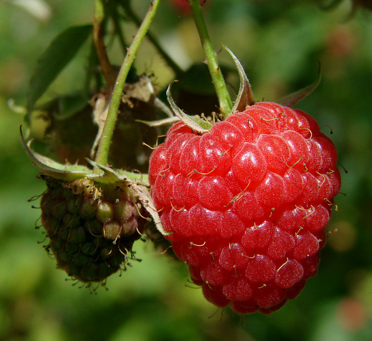 Beautiful ripe raspberries ready to pick and eat. There is nothing better.
