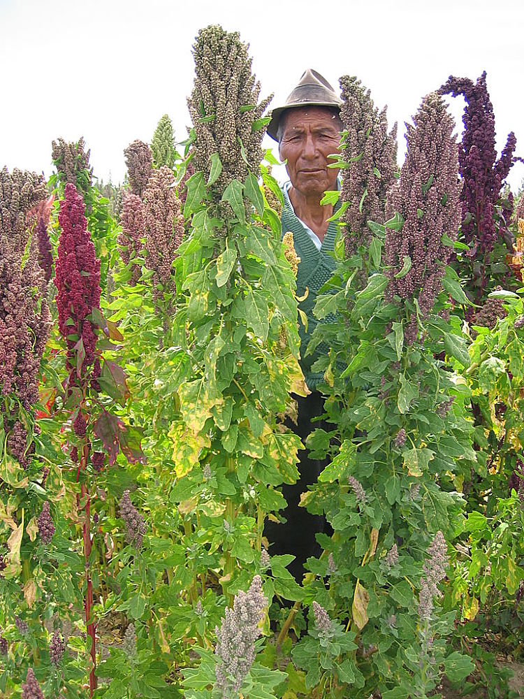 Quinoa is a reed or rush like plant with tiny seeds rather than a cereal crop like corn