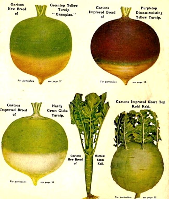 Turnips come in many varieties. The green tops are very nutritious and are under utilised